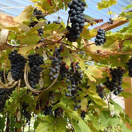 Apartment Esplanaadi 25 *